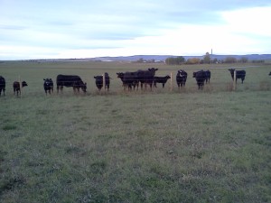 The cows were curious.